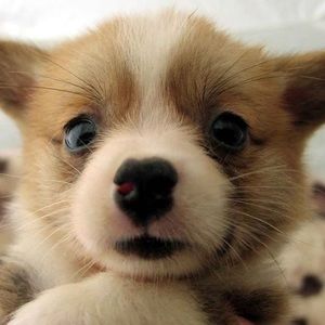 Meet your Posher, Renee